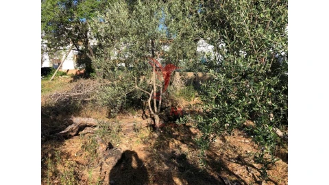 Terreno para Venda em Moncarapacho e Fuseta