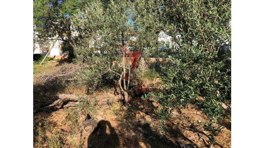 Terreno para Venda em Moncarapacho e Fuseta Foto 5