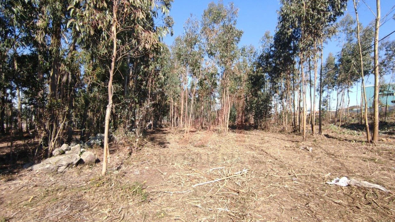 Terreno para Venda em Ferreira Foto 8