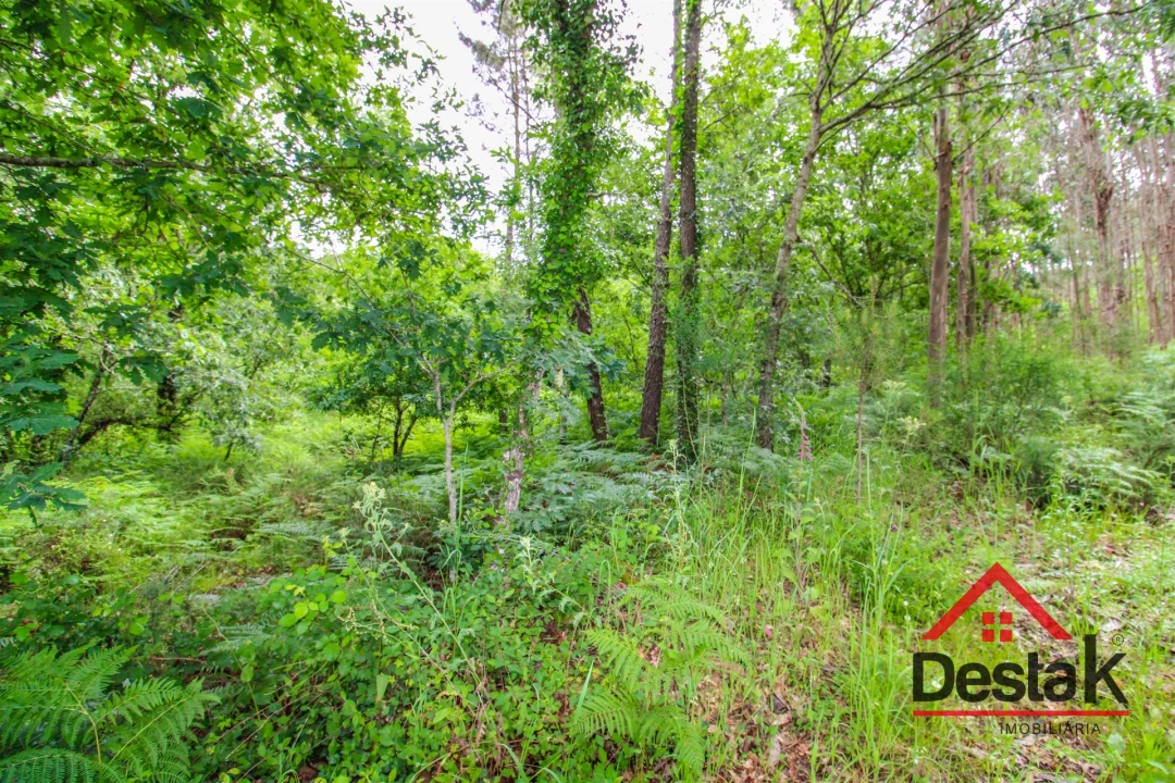 Terreno Agricola ou Rústico para Venda em São Pedro do Sul, Várzea e Baiões Foto 2