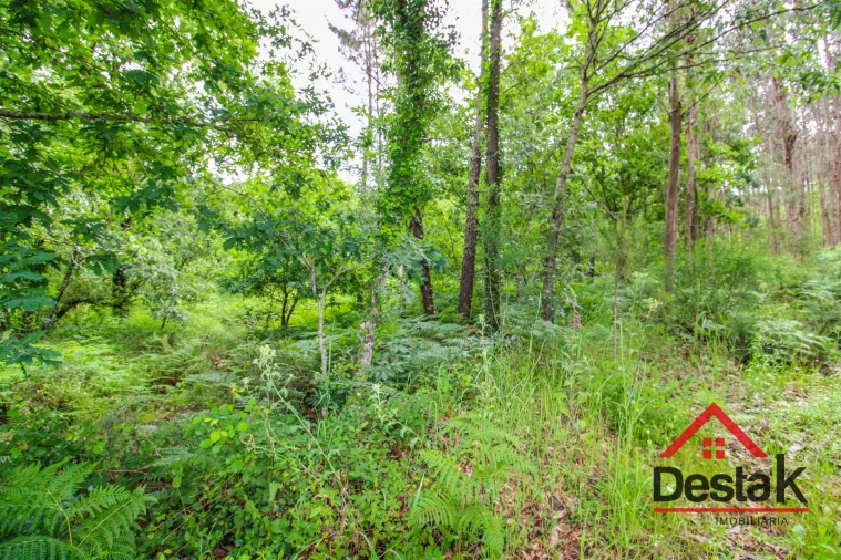 Terreno Agricola ou Rústico para Venda em São Pedro do Sul, Várzea e Baiões Foto 2