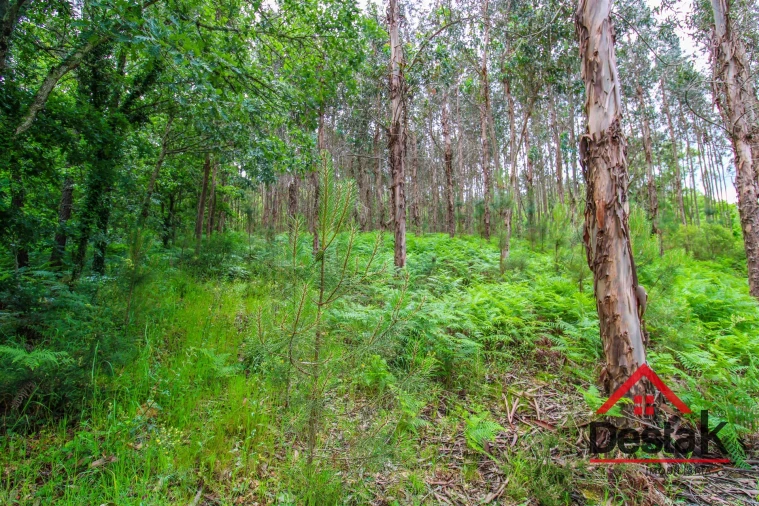 Terreno Agricola ou Rústico para Venda em São Pedro do Sul, Várzea e Baiões Foto 6
