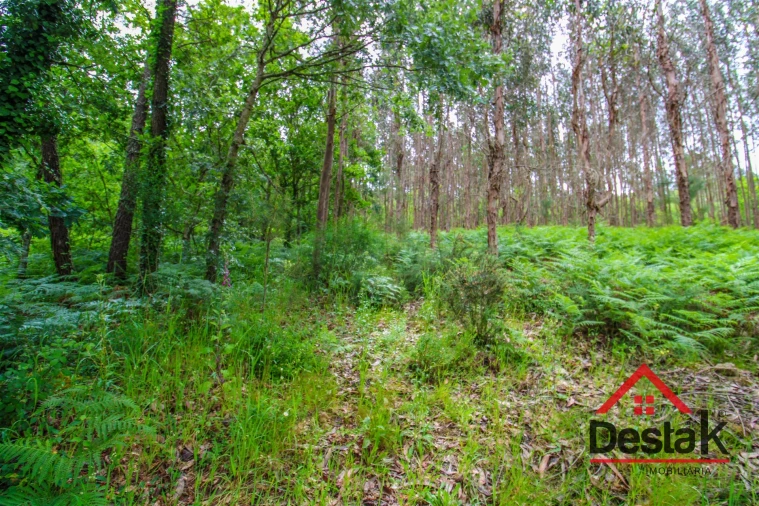 Terreno Agricola ou Rústico para Venda em São Pedro do Sul, Várzea e Baiões Foto 3