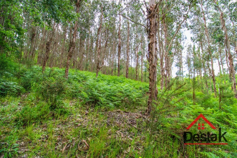 Terreno Agricola ou Rústico para Venda em São Pedro do Sul, Várzea e Baiões Foto 4