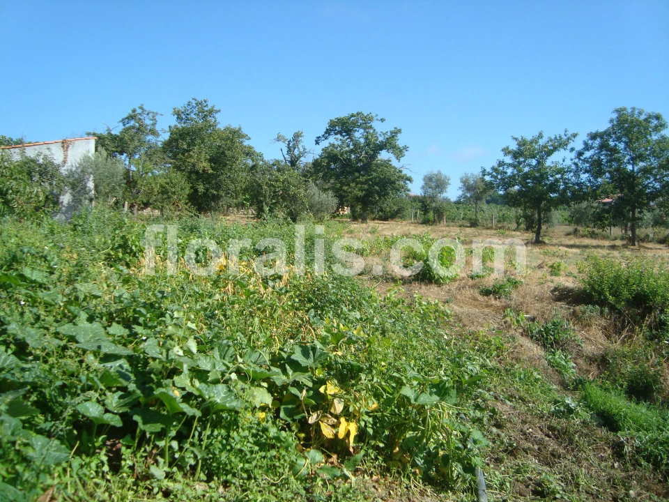 Terreno para Venda em Povolide Foto 4