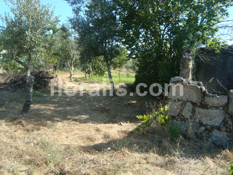 Terreno para Venda em Povolide Foto 11
