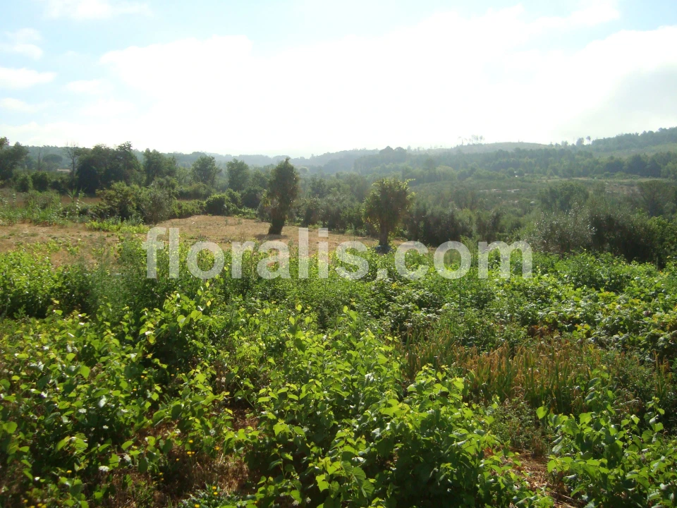 Terreno para Venda em Povolide Foto 13