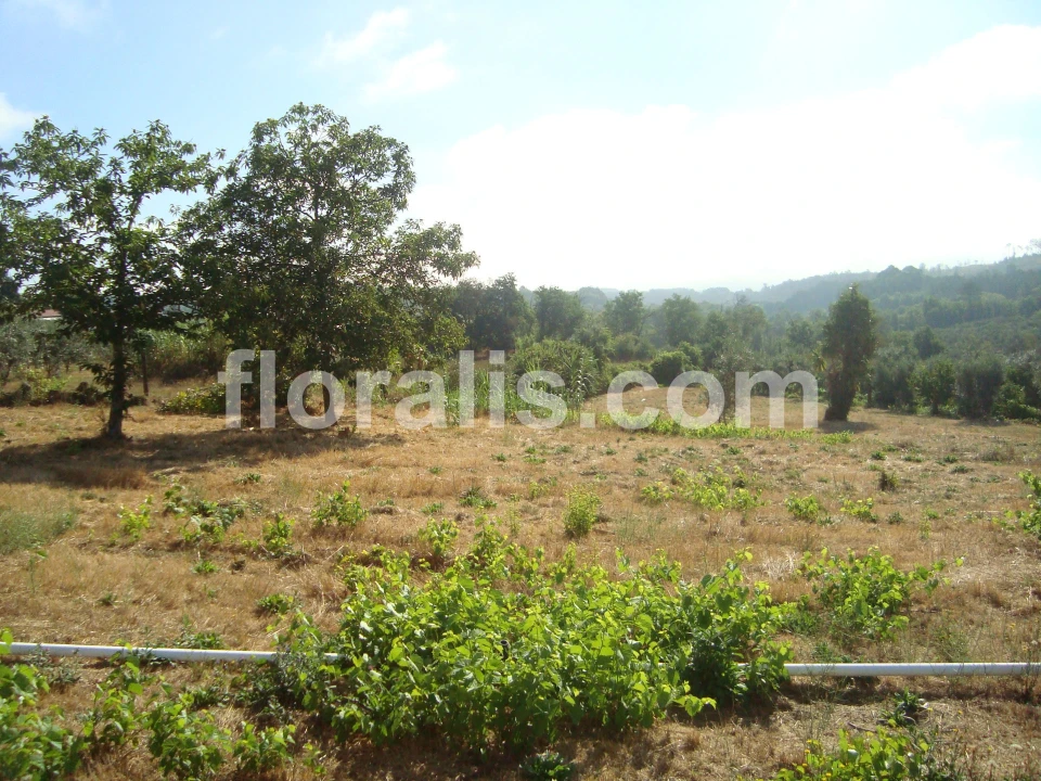 Terreno para Venda em Povolide Foto 16