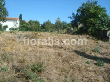 Terreno para Venda em Povolide