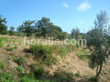Terreno para Venda em Povolide