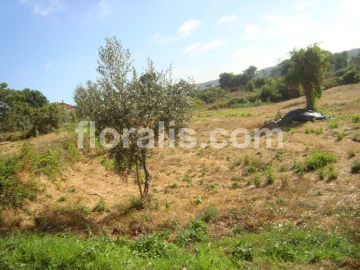 Terreno para Venda em Povolide