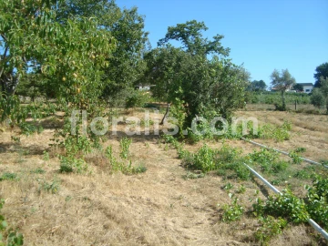 Terreno para Venda em Povolide
