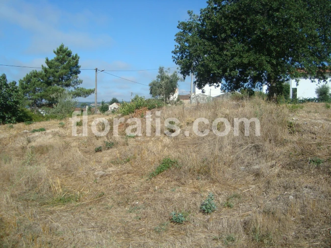 Terreno para Venda em Povolide Foto 2