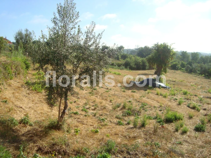 Terreno para Venda em Povolide Foto 6