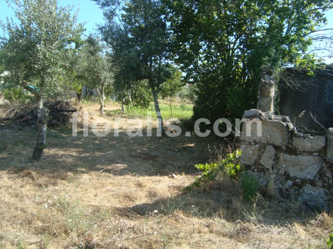 Terreno para Venda em Povolide Foto 11