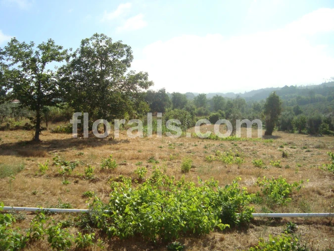 Terreno para Venda em Povolide Foto 16