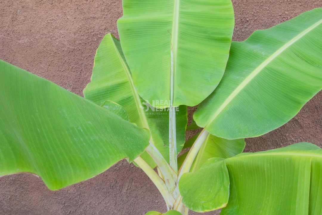 Moradia T4 para Venda em Paul do Mar Foto 28