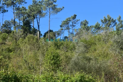 Terreno para Venda em Santa Clara e Castelo Viegas
