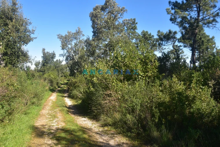 Terreno para Venda em Santa Clara e Castelo Viegas Foto 10