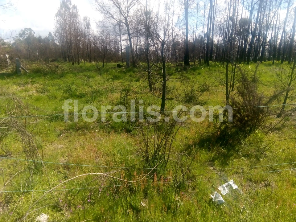 Terreno para Venda em Silgueiros Foto 1