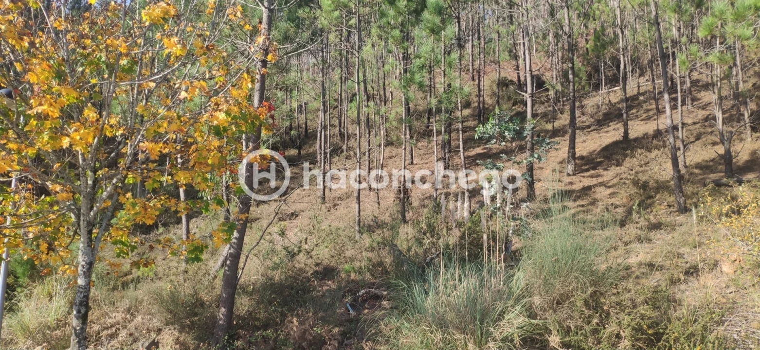 Terreno para Venda em Tamel (Santa Leocádia) e Vilar do Monte Foto 12