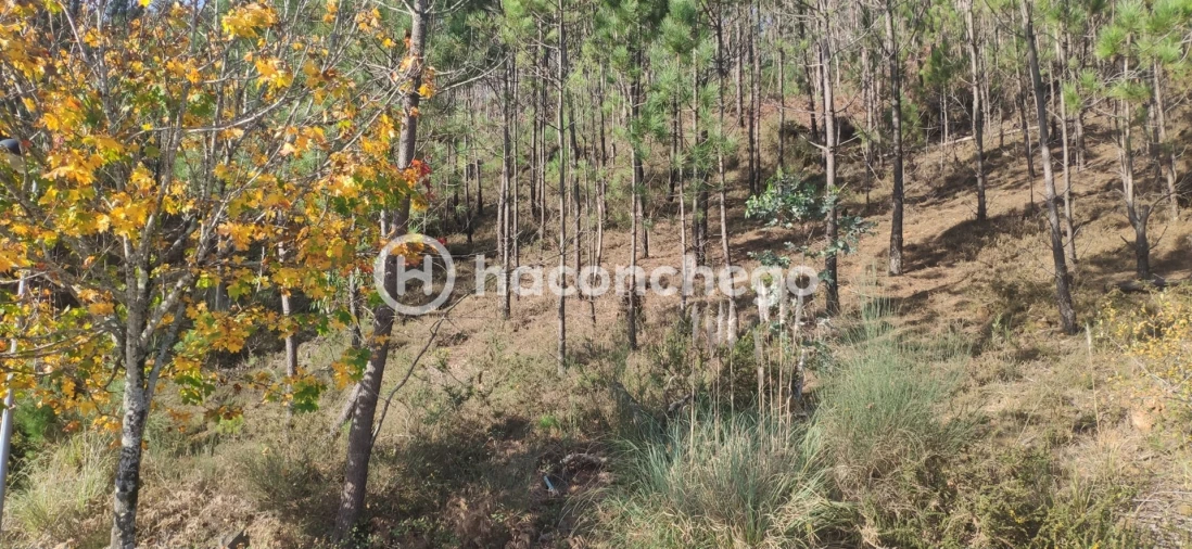 Terreno para Venda em Tamel (Santa Leocádia) e Vilar do Monte Foto 12