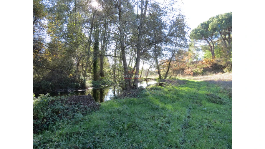 Quinta T0 para Venda em Santa Comba Foto 3