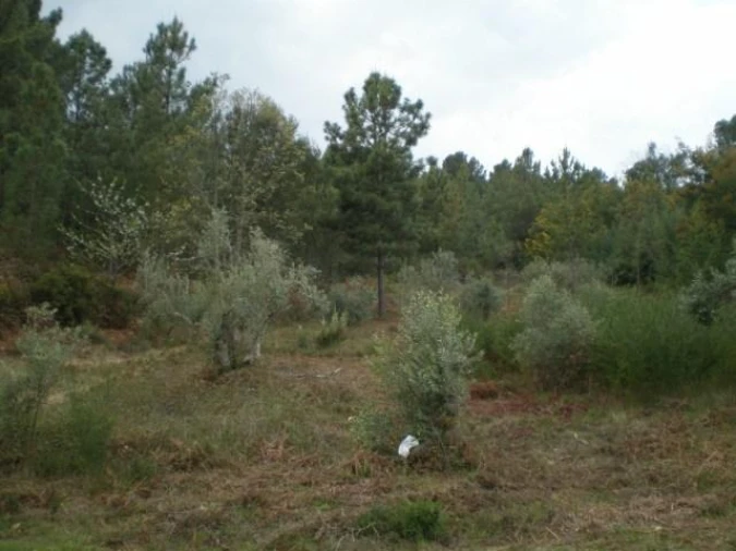 Quinta T0 para Venda em Dominguizo Foto 4