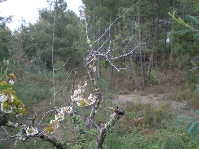 Quinta T0 para Venda em Dominguizo Foto 8