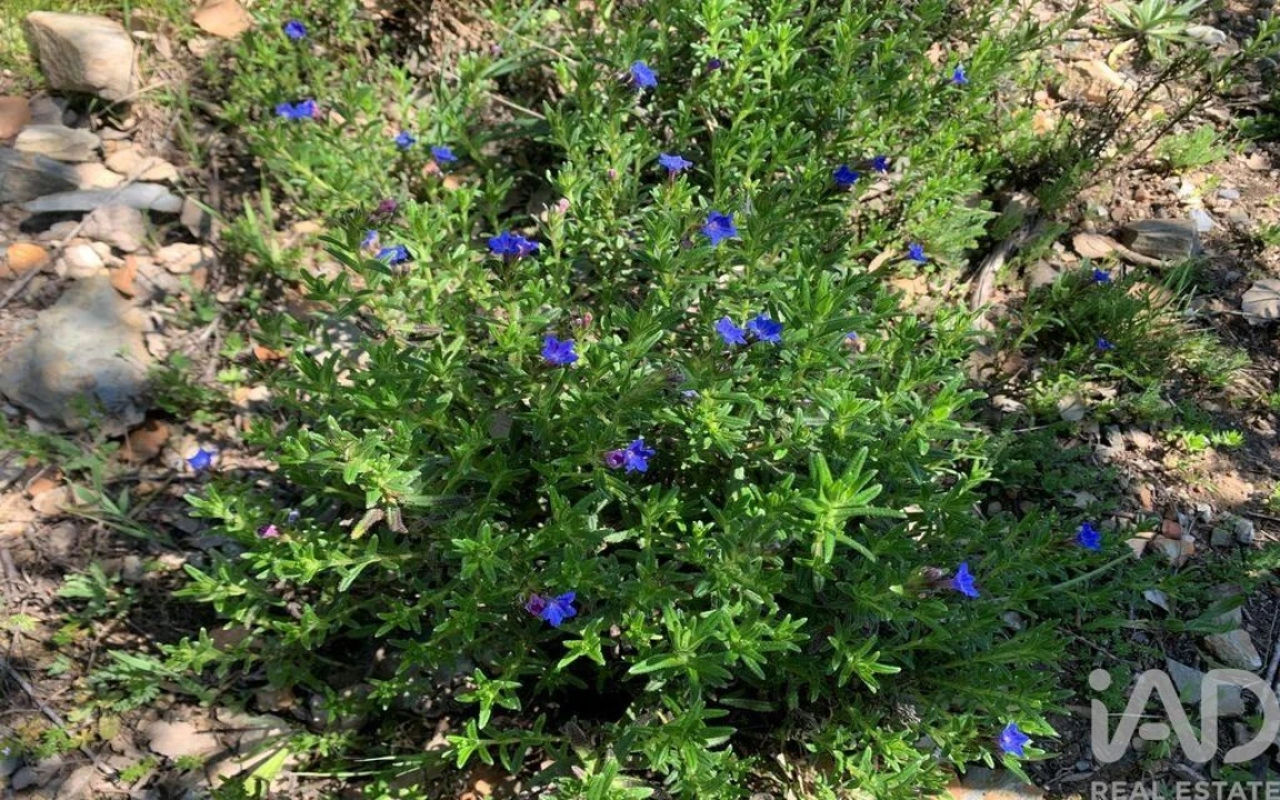 Terreno para Venda em Troviscal Foto 25