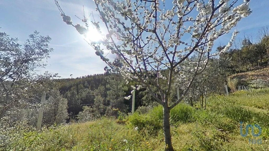 Terreno para Venda em Troviscal Foto 14