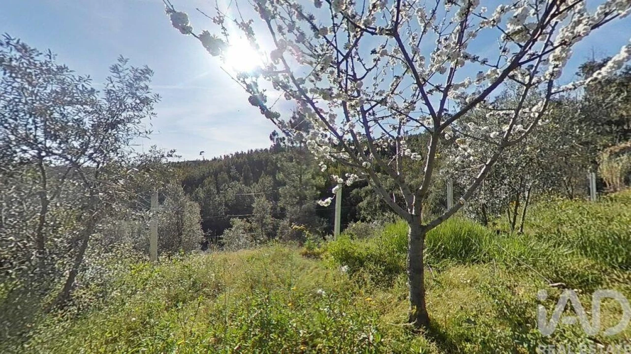 Terreno para Venda em Troviscal Foto 22