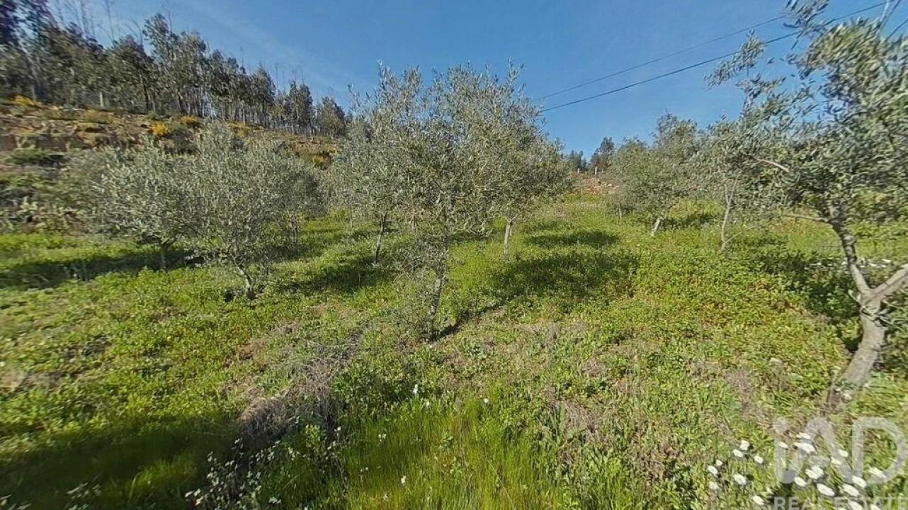 Terreno para Venda em Troviscal Foto 19