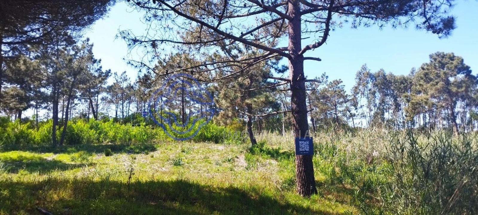 Terreno para Venda em Vau Foto 10