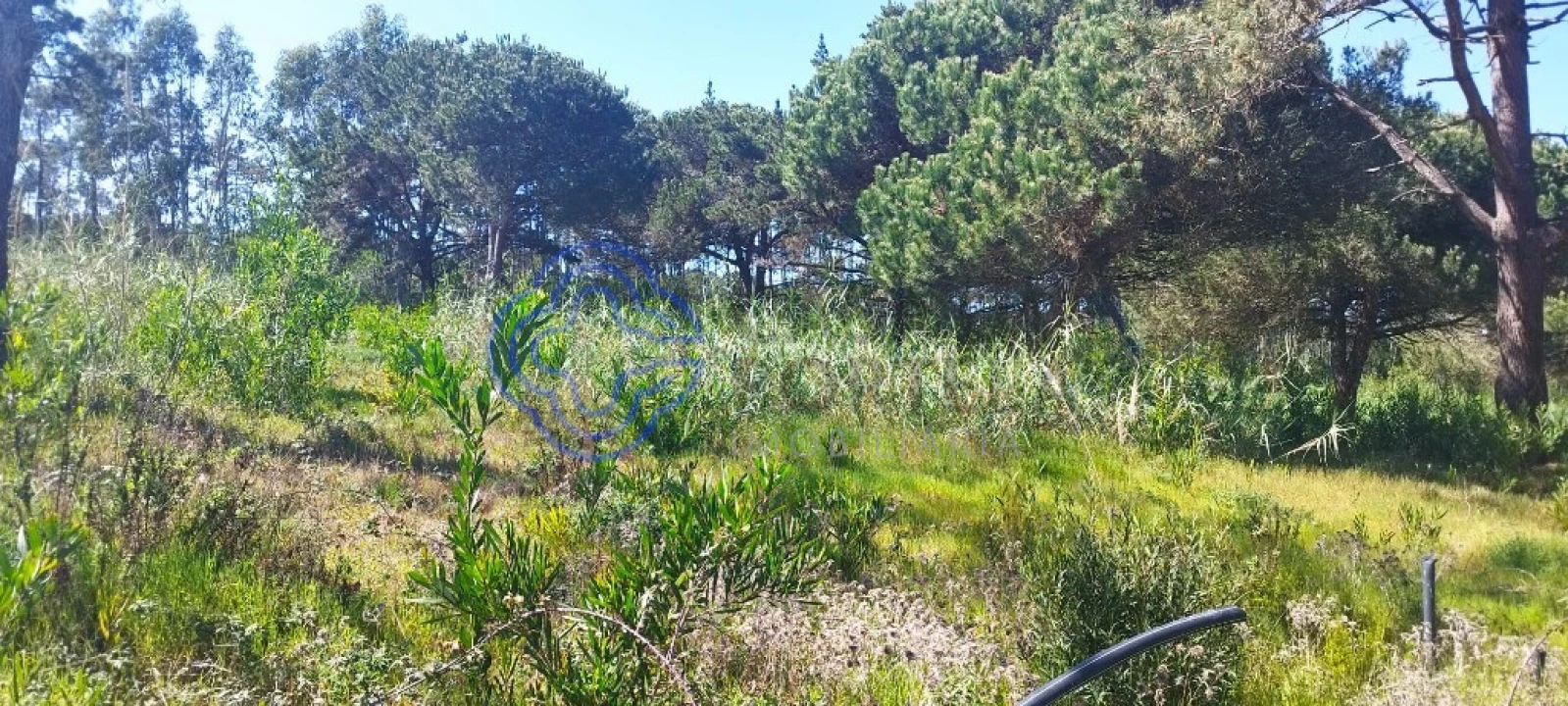 Terreno para Venda em Vau Foto 14