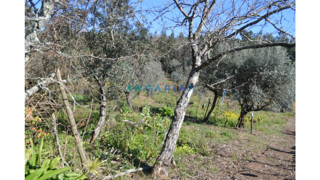 Terreno para Venda em Figueiró dos Vinhos e Bairradas Foto 11