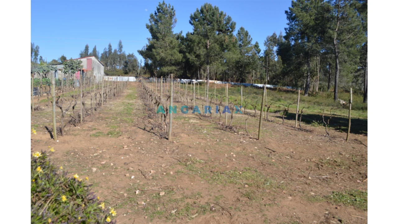 Terreno para Venda em Figueiró dos Vinhos e Bairradas Foto 5
