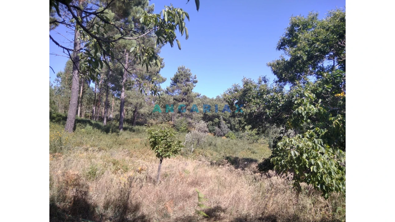 Terreno para Venda em Figueiró dos Vinhos e Bairradas Foto 41