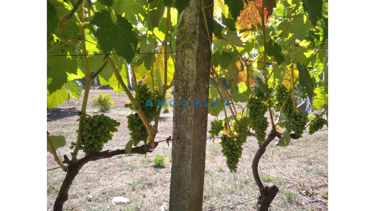 Terreno para Venda em Figueiró dos Vinhos e Bairradas Foto 35