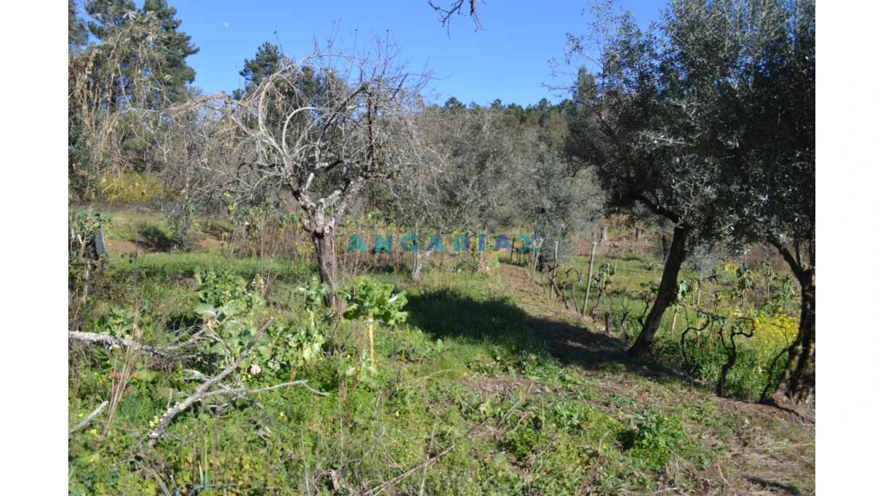 Terreno para Venda em Figueiró dos Vinhos e Bairradas Foto 12