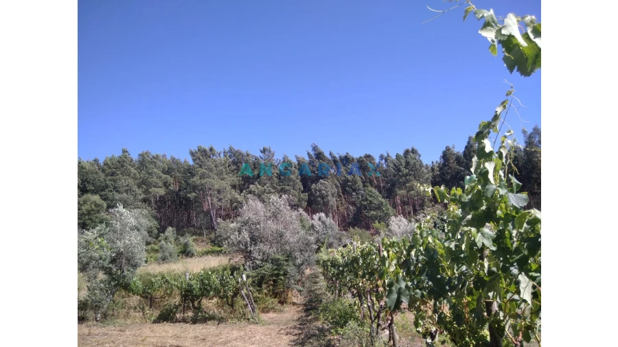 Terreno para Venda em Figueiró dos Vinhos e Bairradas Foto 45