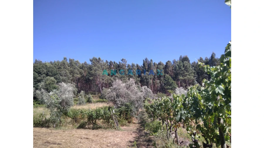 Terreno para Venda em Figueiró dos Vinhos e Bairradas Foto 26