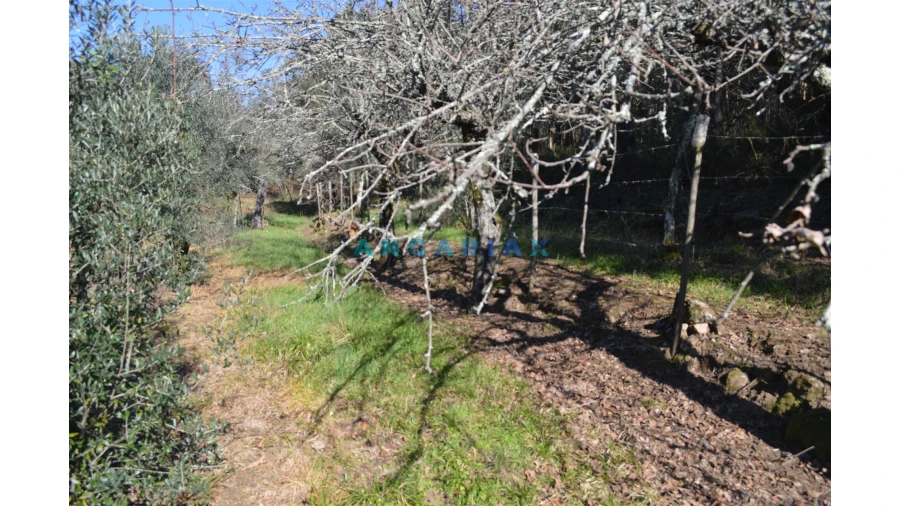 Terreno para Venda em Figueiró dos Vinhos e Bairradas Foto 15