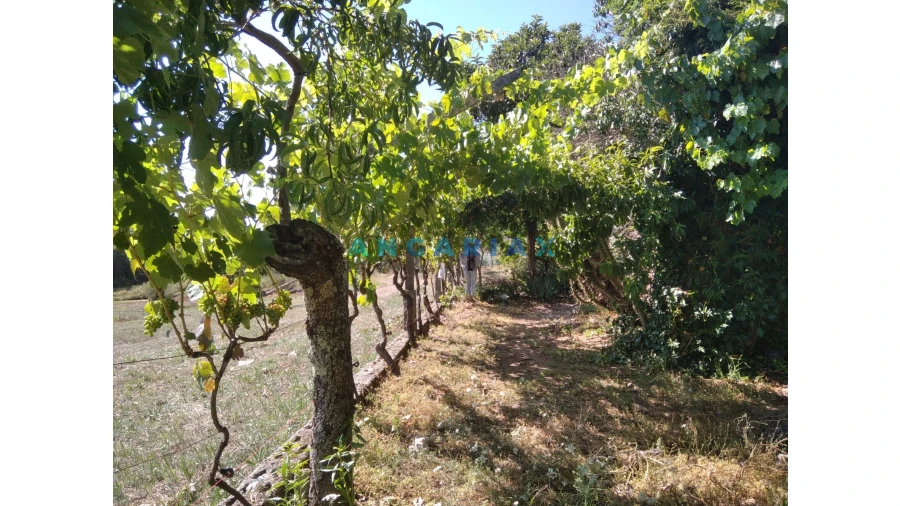 Terreno para Venda em Figueiró dos Vinhos e Bairradas Foto 37