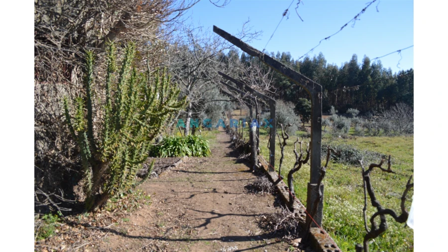 Terreno para Venda em Figueiró dos Vinhos e Bairradas Foto 9