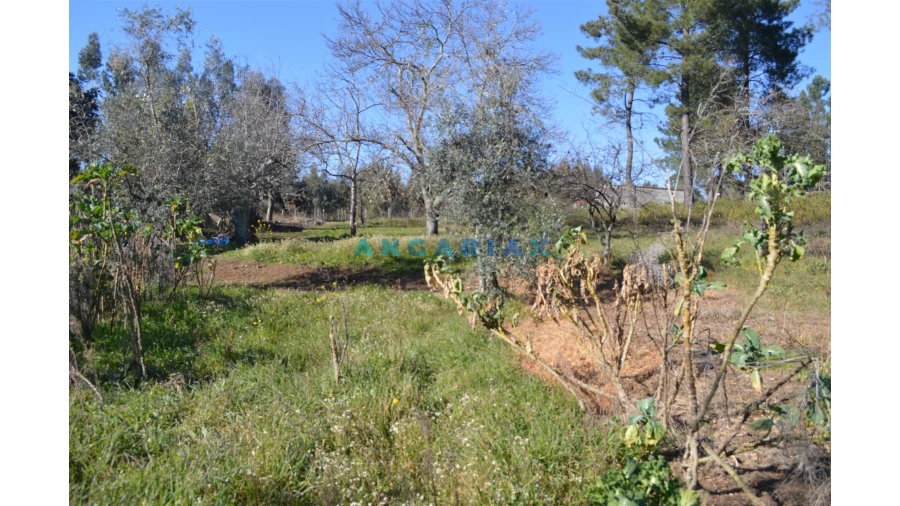 Terreno para Venda em Figueiró dos Vinhos e Bairradas Foto 6