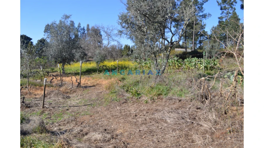 Terreno para Venda em Figueiró dos Vinhos e Bairradas Foto 19