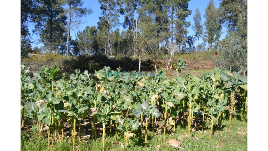 Terreno para Venda em Figueiró dos Vinhos e Bairradas Foto 21