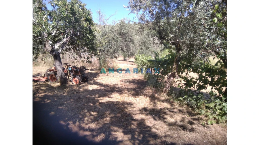 Terreno para Venda em Figueiró dos Vinhos e Bairradas Foto 39