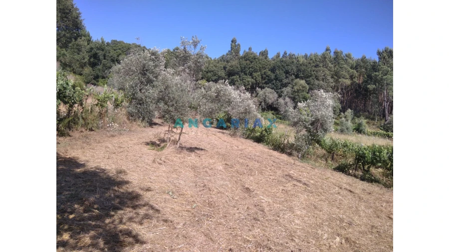 Terreno para Venda em Figueiró dos Vinhos e Bairradas Foto 43